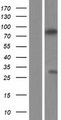 ZCWPW1 Protein - Western validation with an anti-DDK antibody * L: Control HEK293 lysate R: Over-expression lysate