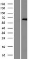 ZDHHC13 / HIP14L Protein - Western validation with an anti-DDK antibody * L: Control HEK293 lysate R: Over-expression lysate