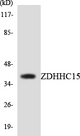 ZDHHC15 Antibody - Western blot analysis of the lysates from 293 cells using ZDHHC15 antibody.