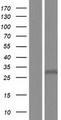 ZDHHC22 Protein - Western validation with an anti-DDK antibody * L: Control HEK293 lysate R: Over-expression lysate