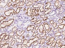ZDHHC4 Antibody - Immunochemical staining of human ZDHHC4 in human kidney with rabbit polyclonal antibody at 1:100 dilution, formalin-fixed paraffin embedded sections.
