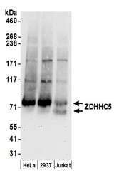 ZDHHC5 Antibody - Detection of human ZDHHC5 by western blot. Samples: Whole cell lysate (50 µg) from HeLa, HEK293T, and Jurkat cells prepared using NETN lysis buffer. Antibodies: Affinity purified rabbit anti-ZDHHC5 antibody used for WB at 0.1 µg/ml. Detection: Chemiluminescence with an exposure time of 30 seconds.