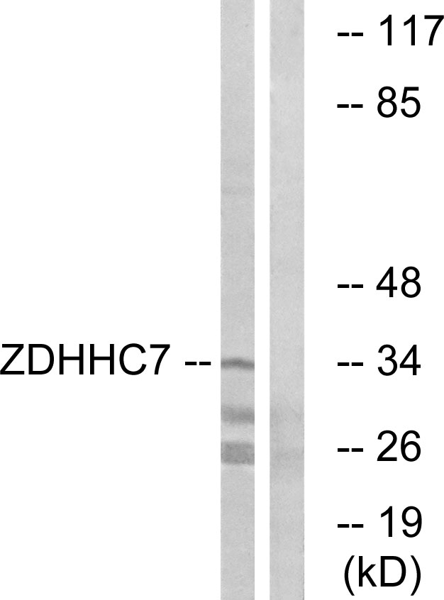 ZDHHC7 Antibody - Western blot analysis of lysates from HUVEC cells, using ZDHHC7 Antibody. The lane on the right is blocked with the synthesized peptide.