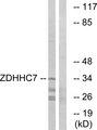 ZDHHC7 Antibody - Western blot analysis of extracts from HUVEC cells, using ZDHHC7 antibody.