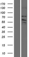 ZDHHC8 Protein - Western validation with an anti-DDK antibody * L: Control HEK293 lysate R: Over-expression lysate