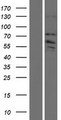 ZDHHC8 Protein - Western validation with an anti-DDK antibody * L: Control HEK293 lysate R: Over-expression lysate