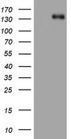 ZEB1 / AREB6 Antibody - HEK293T cells were transfected with the pCMV6-ENTRY control (Left lane) or pCMV6-ENTRY ZEB1 (Right lane) cDNA for 48 hrs and lysed. Equivalent amounts of cell lysates (5 ug per lane) were separated by SDS-PAGE and immunoblotted with anti-ZEB1.