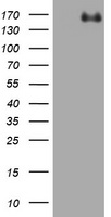 ZEB1 / AREB6 Antibody - HEK293T cells were transfected with the pCMV6-ENTRY control (Left lane) or pCMV6-ENTRY ZEB1 (Right lane) cDNA for 48 hrs and lysed. Equivalent amounts of cell lysates (5 ug per lane) were separated by SDS-PAGE and immunoblotted with anti-ZEB1.