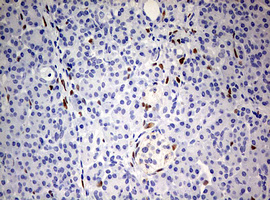 ZEB1 / AREB6 Antibody - IHC of paraffin-embedded Human pancreas tissue using anti-ZEB1 mouse monoclonal antibody. (Heat-induced epitope retrieval by 10mM citric buffer, pH6.0, 120°C for 3min).