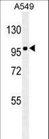 ZEB1 / AREB6 Antibody - ZEB1 Antibody (Ascites) western blot of A549 cell line lysates (35 ug/lane). The ZEB1 antibody detected the ZEB1 protein (arrow).