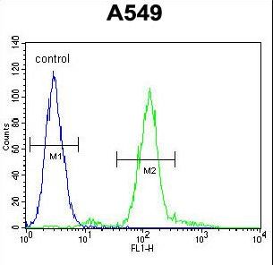 ZEB1 / AREB6 Antibody - ZEB1 Antibody ( Ascites) flow cytometry of A549 cells (right histogram) compared to a negative control cell (left histogram). FITC-conjugated goat-anti-rabbit secondary antibodies were used for the analysis.