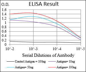 ZEB1 / AREB6 Antibody - Red: Control Antigen (100ng); Purple: Antigen (10ng); Green: Antigen (50ng); Blue: Antigen (100ng);
