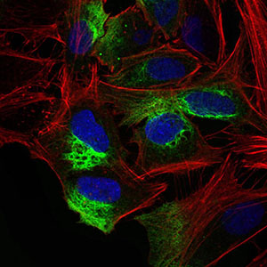 ZEB1 / AREB6 Antibody - Immunofluorescence of HeLa cells using ZEB1 mouse monoclonal antibody (green). Blue: DRAQ5 fluorescent DNA dye. Red: Actin filaments have been labeled with Alexa Fluor-555 phalloidin.