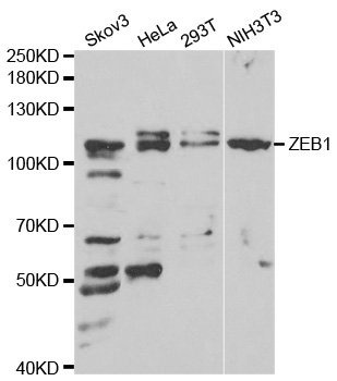 ZEB1 / AREB6 Antibody - Western blot analysis of extracts of various cell lines, using ZEB1 antibody.