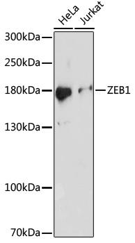 ZEB1 / AREB6 Antibody - Western blot analysis of extracts of various cells using ZEB1 Polyclonal Antibody at dilution of 1:1000.