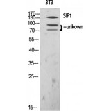 ZEB2 / SIP-1 Antibody - Western blot of SIP1 antibody
