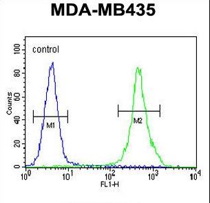 ZEB2 / SIP-1 Antibody - ZEB2 Antibody flow cytometry of MDA-MB435 cells (right histogram) compared to a negative control cell (left histogram). FITC-conjugated goat-anti-rabbit secondary antibodies were used for the analysis.