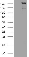 ZEB2 / SIP-1 Antibody - HEK293T cells were transfected with the pCMV6-ENTRY control (Left lane) or pCMV6-ENTRY ZEB2 (Right lane) cDNA for 48 hrs and lysed. Equivalent amounts of cell lysates (5 ug per lane) were separated by SDS-PAGE and immunoblotted with anti-ZEB2.