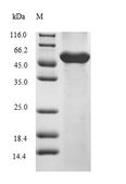 COPS2 / TRIP15 / ALIEN Protein - (Tris-Glycine gel) Discontinuous SDS-PAGE (reduced) with 5% enrichment gel and 15% separation gel.