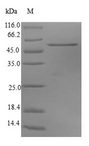 SOD1 / Cu-Zn SOD Protein - (Tris-Glycine gel) Discontinuous SDS-PAGE (reduced) with 5% enrichment gel and 15% separation gel.