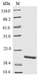tnfb Protein - (Tris-Glycine gel) Discontinuous SDS-PAGE (reduced) with 5% enrichment gel and 15% separation gel.