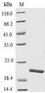 tnfb Protein - (Tris-Glycine gel) Discontinuous SDS-PAGE (reduced) with 5% enrichment gel and 15% separation gel.