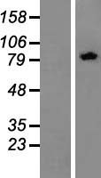 ZER1 Protein - Western validation with an anti-DDK antibody * L: Control HEK293 lysate R: Over-expression lysate