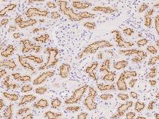 ZFAND1 Antibody - Immunochemical staining of human ZFAND1 in human kidney with rabbit polyclonal antibody at 1:500 dilution, formalin-fixed paraffin embedded sections.