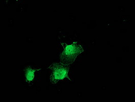 ZFAND2B Antibody - Anti-ZFAND2B mouse monoclonal antibody immunofluorescent staining of COS7 cells transiently transfected by pCMV6-ENTRY ZFAND2B.