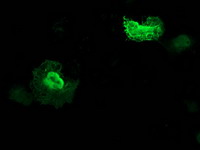 ZFAND2B Antibody - Anti-ZFAND2B mouse monoclonal antibody immunofluorescent staining of COS7 cells transiently transfected by pCMV6-ENTRY ZFAND2B.