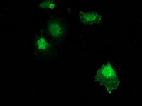 ZFAND2B Antibody - Anti-ZFAND2B mouse monoclonal antibody immunofluorescent staining of COS7 cells transiently transfected by pCMV6-ENTRY ZFAND2B.
