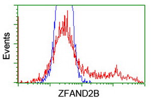 ZFAND2B Antibody - HEK293T cells transfected with either overexpress plasmid (Red) or empty vector control plasmid (Blue) were immunostained by anti-ZFAND2B antibody, and then analyzed by flow cytometry.