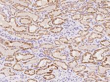 ZFAND2B Antibody - Immunochemical staining of human ZFAND2B in human kidney with rabbit polyclonal antibody at 1:100 dilution, formalin-fixed paraffin embedded sections.
