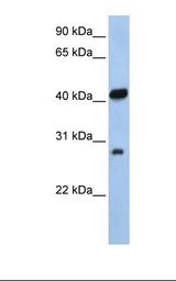 ZFAND3 / TEX27 Antibody - 721_B cell lysate. Antibody concentration: 1.0 ug/ml. Gel concentration: 12%.  This image was taken for the unconjugated form of this product. Other forms have not been tested.