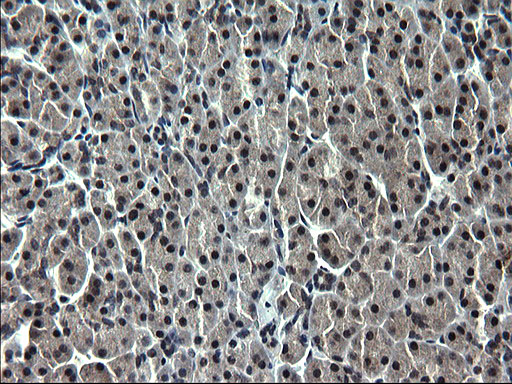 ZFAND3 / TEX27 Antibody - IHC of paraffin-embedded Human pancreas tissue using anti-ZFAND3 mouse monoclonal antibody. (Heat-induced epitope retrieval by 1 mM EDTA in 10mM Tris, pH8.5, 120°C for 3min).