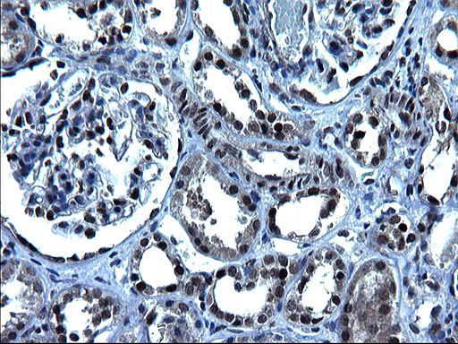 ZFAND3 / TEX27 Antibody - IHC of paraffin-embedded Human Kidney tissue using anti-ZFAND3 mouse monoclonal antibody. (Heat-induced epitope retrieval by 1 mM EDTA in 10mM Tris, pH8.5, 120°C for 3min).