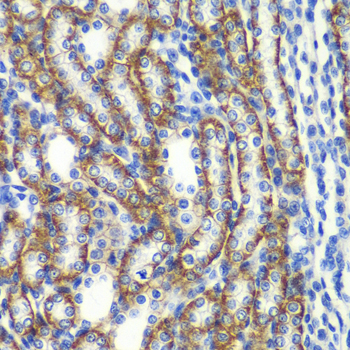 ZFAND3 / TEX27 Antibody - Immunohistochemistry of paraffin-embedded rat kidney tissue.