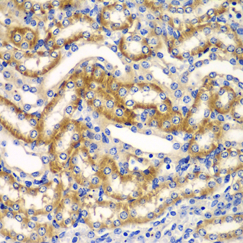 ZFAND3 / TEX27 Antibody - Immunohistochemistry of paraffin-embedded mouse kidney tissue.