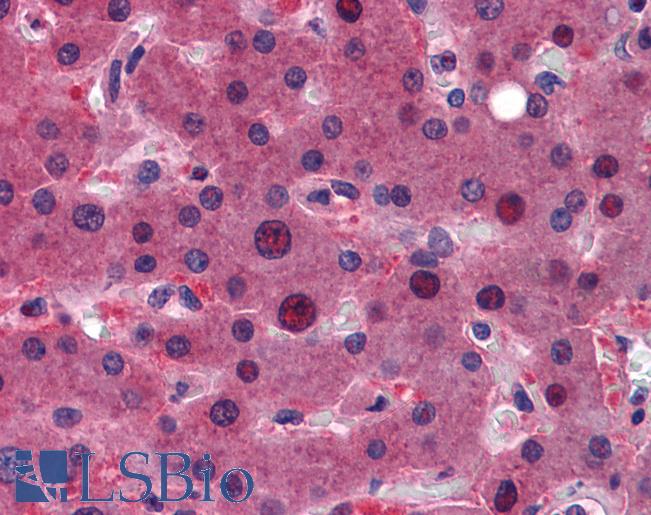ZFAND6 Antibody - Anti-ZFAND6 antibody IHC of human liver. Immunohistochemistry of formalin-fixed, paraffin-embedded tissue after heat-induced antigen retrieval. Antibody concentration 5 ug/ml.  This image was taken for the unconjugated form of this product. Other forms have not been tested.