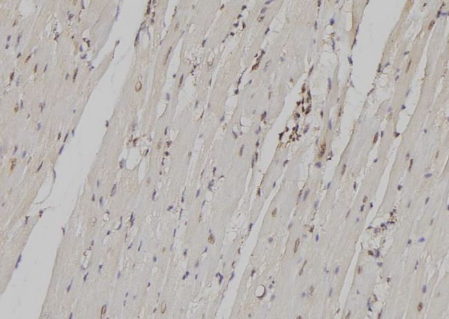 ZFC3H1 Antibody - 1:100 staining mouse heart tissue by IHC-P. The sample was formaldehyde fixed and a heat mediated antigen retrieval step in citrate buffer was performed. The sample was then blocked and incubated with the antibody for 1.5 hours at 22°C. An HRP conjugated goat anti-rabbit antibody was used as the secondary.