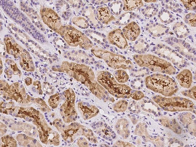 ZFHX2 / ZNF409 Antibody - Immunochemical staining of human ZNF409 in human kidney with rabbit polyclonal antibody at 1:100 dilution, formalin-fixed paraffin embedded sections.