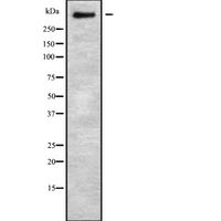ZFHX4 Antibody - Western blot analysis of ZFHX4 using HuvEc whole cells lysates