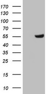 Zfp105 / ZNF35 Antibody - HEK293T cells were transfected with the pCMV6-ENTRY control (Left lane) or pCMV6-ENTRY ZNF35 (Right lane) cDNA for 48 hrs and lysed. Equivalent amounts of cell lysates (5 ug per lane) were separated by SDS-PAGE and immunoblotted with anti-ZNF35.