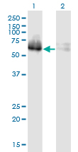 Zfp105 / ZNF35 Antibody - Western Blot analysis of ZNF35 expression in transfected 293T cell line by ZNF35 monoclonal antibody (M03), clone 2B4.Lane 1: ZNF35 transfected lysate(58.2 KDa).Lane 2: Non-transfected lysate.