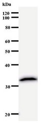Anti-Zfp105 / ZNF35 Antibody | Mouse anti-Human Monoclonal | LSBio