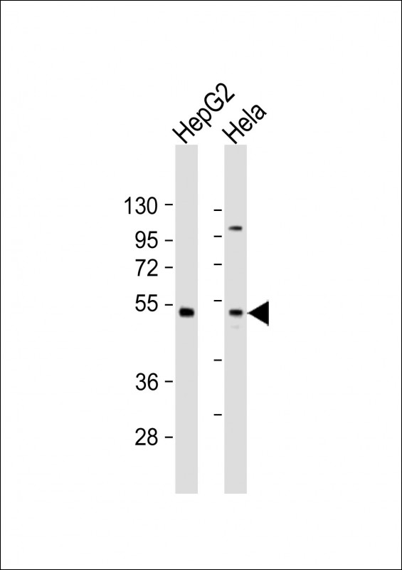 ZFP2 Antibody - All lanes: Anti-ZFP2 Antibody (C-Term) at 1:2000 dilution. Lane 1: HepG2 whole cell lysate. Lane 2: HeLa whole cell lysate Lysates/proteins at 20 ug per lane. Secondary Goat Anti-Rabbit IgG, (H+L), Peroxidase conjugated at 1:10000 dilution. Predicted band size: 53 kDa. Blocking/Dilution buffer: 5% NFDM/TBST.