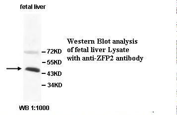 ZFP2 Antibody