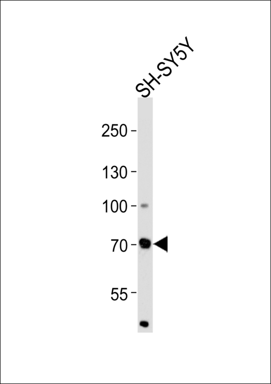 ZFP219 / ZNF219 Antibody - Western blot of lysate from SH-SY5Y cell line, using ZNF219 Antibody. Antibody was diluted at 1:1000. A goat anti-rabbit IgG H&L (HRP) at 1:5000 dilution was used as the secondary antibody. Lysate at 35ug.