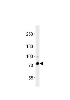 ZFP219 / ZNF219 Antibody - Western blot of lysate from human heart tissue, using ZNF219 Antibody. Antibody was diluted at 1:1000 at each lane. A goat anti-rabbit (HRP) at 1:5000 dilution was used as the secondary antibody. Lysate at 35ug.