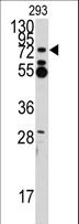 ZFP219 / ZNF219 Antibody - Western blot of anti-ZNF219 Antibody in 293 cell line lysates (35 ug/lane). ZNF219(arrow) was detected using the purified antibody.